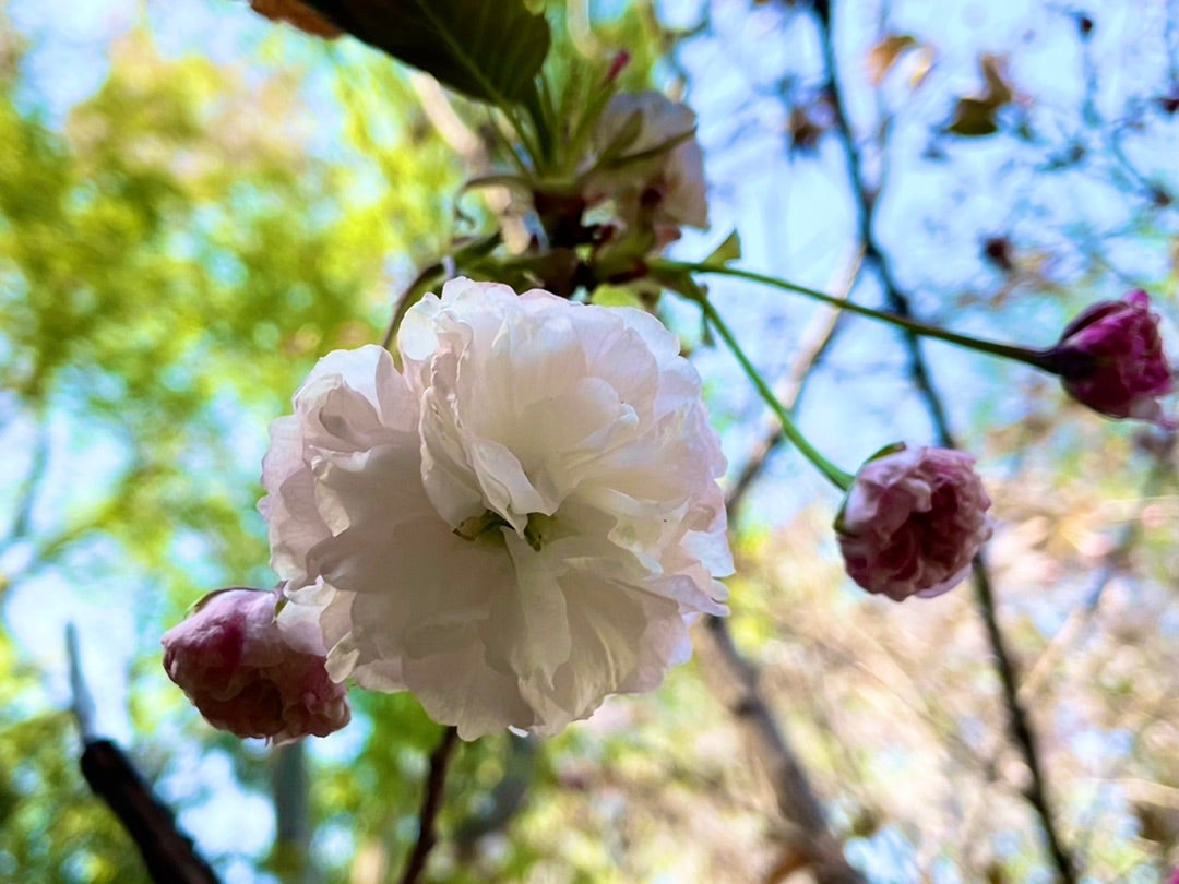 春の散歩道で見つけた花
