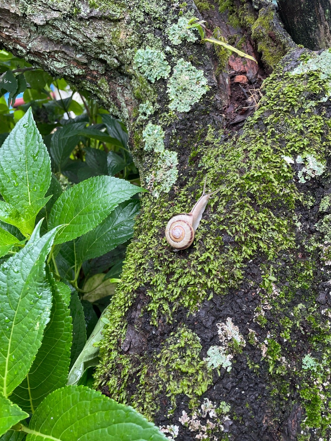 朝見つけたカタツムリ