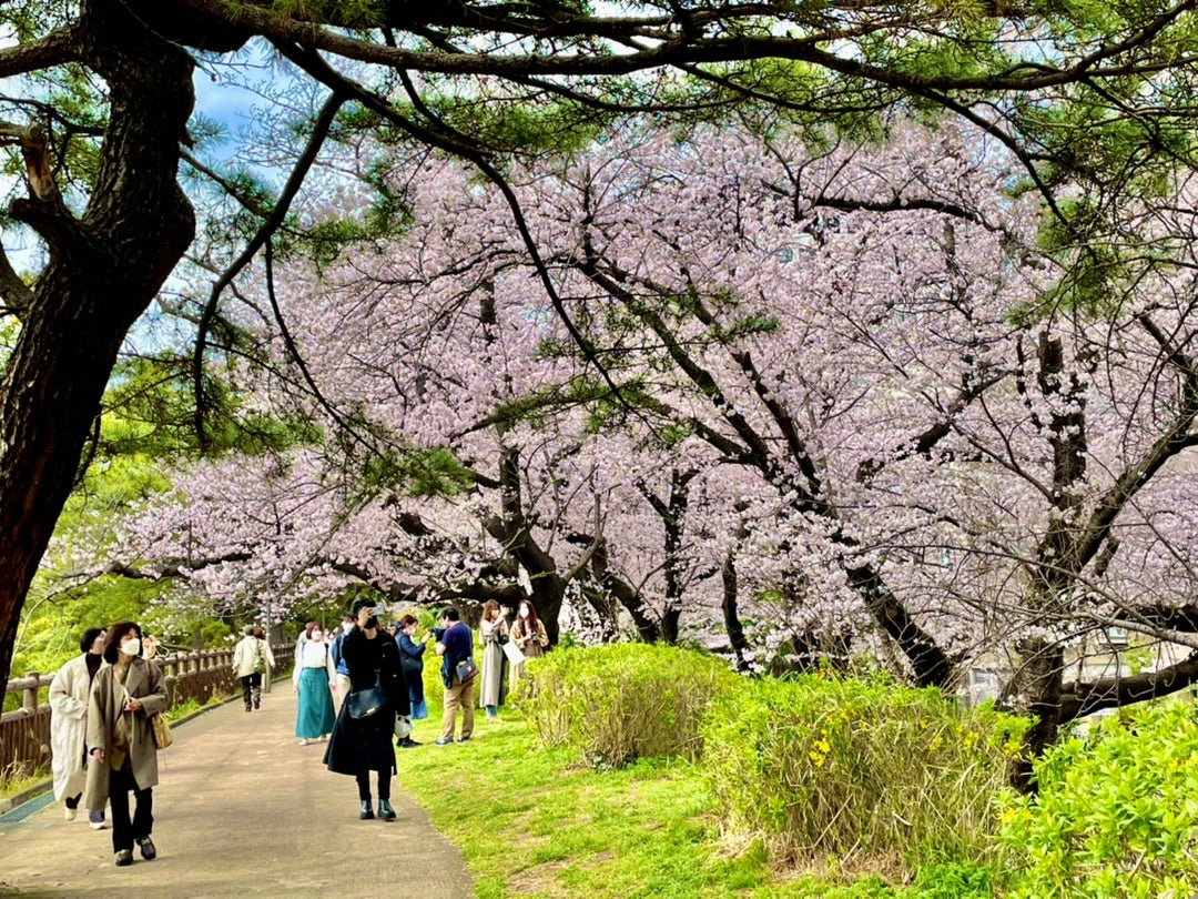 満開の桜が咲く四ツ谷の土手